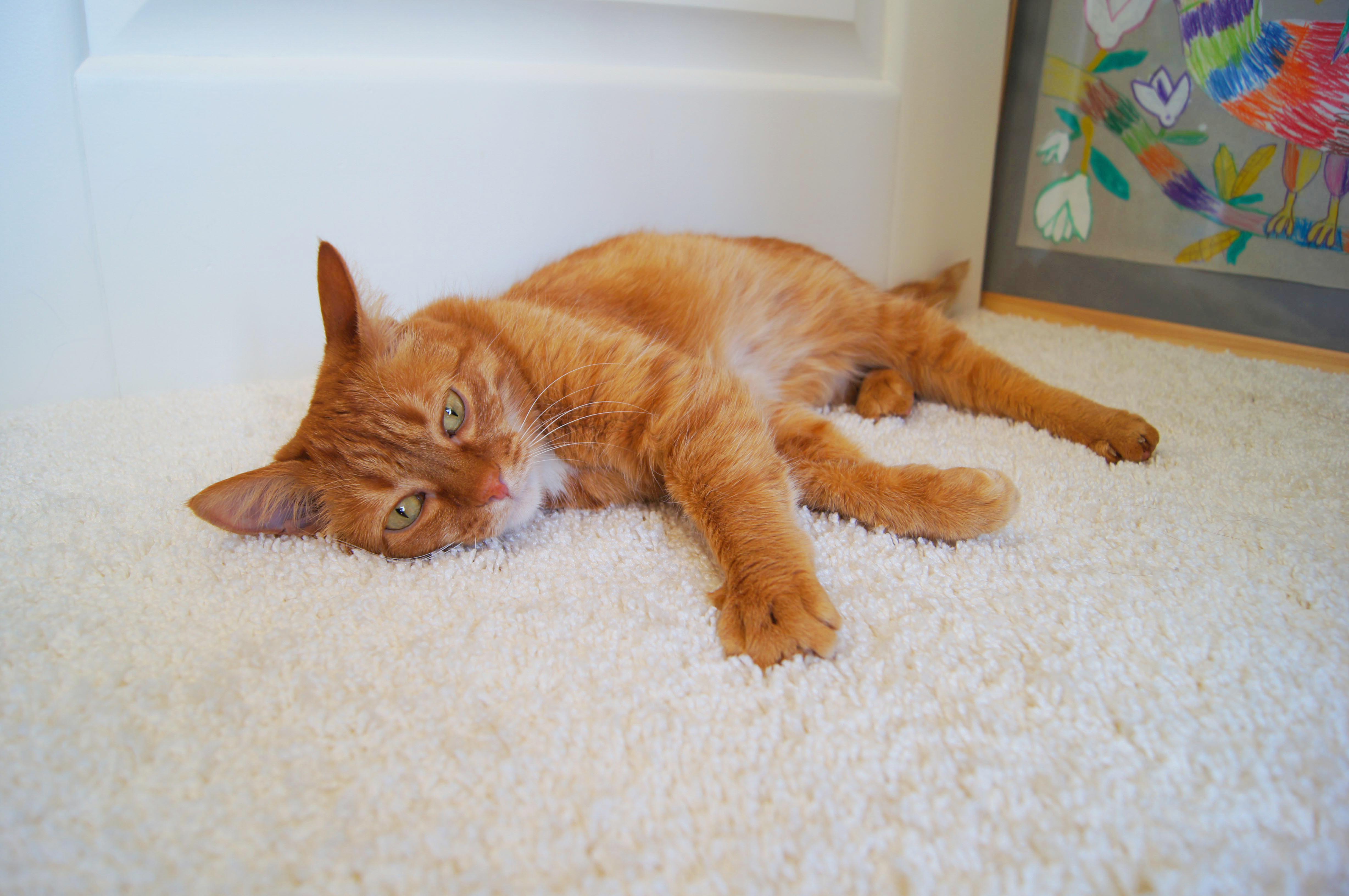 Ковролин "Зартекс" Amarena 140 бежевый (4м) — купить в Каменске-Уральском